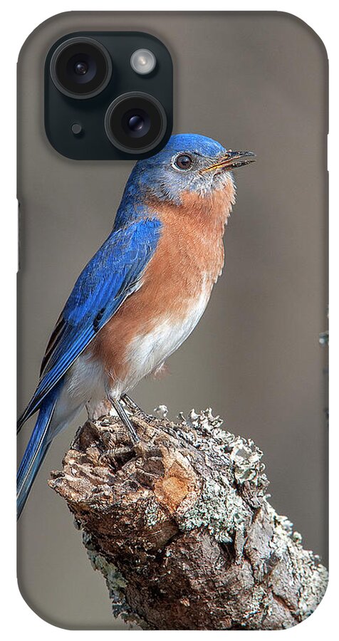 Nature iPhone Case featuring the photograph Male Eastern Bluebird Singing DSB0290 by Gerry Gantt