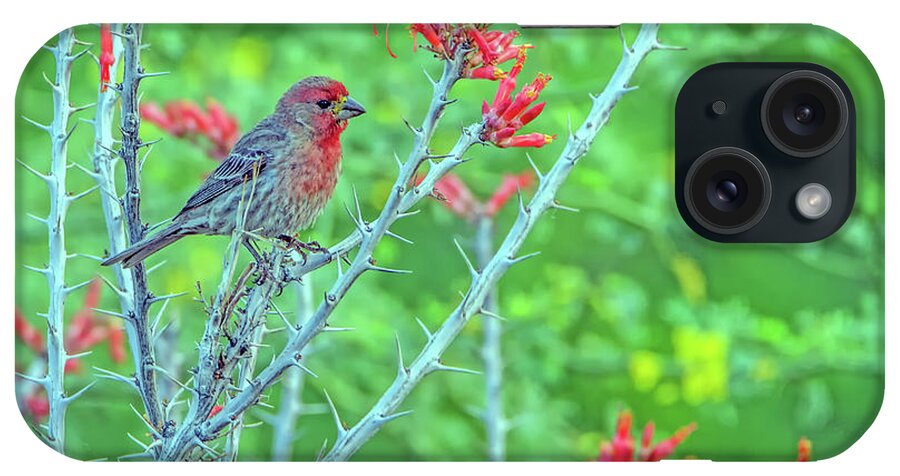 House iPhone Case featuring the photograph Male House Finch 8347 by Tam Ryan