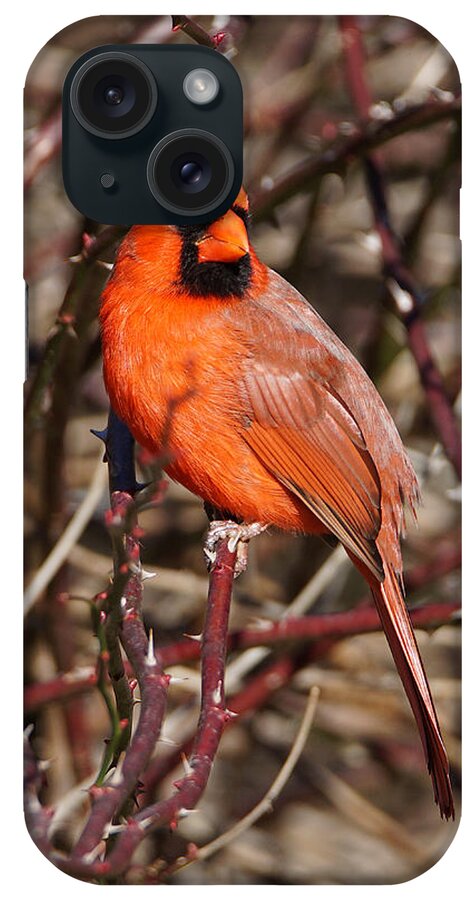 Cardinal iPhone Case featuring the photograph Male Northern Cardinal by Alan Hutchins