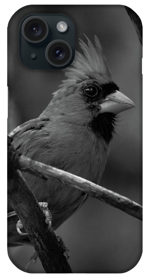 Male Northern Cardinal iPhone Case featuring the photograph Male Northern Cardinal by Bob Orsillo