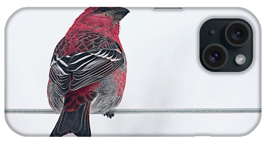 Bird iPhone Case featuring the photograph Male Pine Grosbeak by Maggie Terlecki