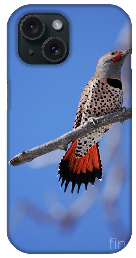 Male Red Shafted Northern Flicker iPhone Case featuring the photograph Male Red Shafted Northern Flicker by Alyce Taylor