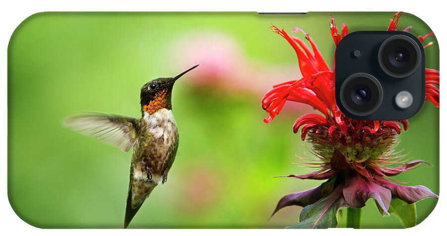 Hummingbird iPhone Case featuring the photograph Male Ruby-Throated Hummingbird Hovering Near Flowers by Christina Rollo