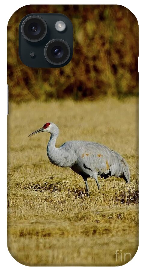 Cranes iPhone Case featuring the photograph Male Sandhill by Dennis Blum