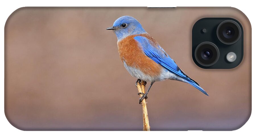Adult iPhone Case featuring the photograph Male Western Bluebird Perched on a Stalk by Jeff Goulden