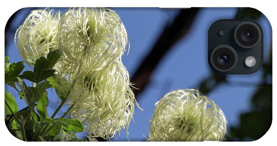 California iPhone Case featuring the photograph Old Man's Beard by Ed Clark