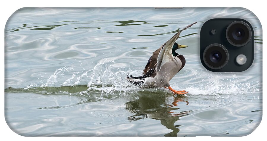 Mallard iPhone Case featuring the photograph Mallard Duck Sticks His Landing by Holden The Moment