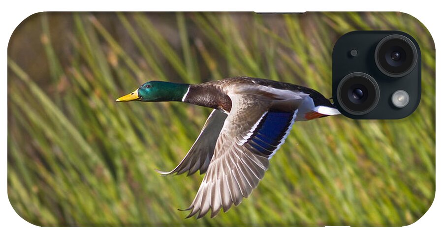 Duck iPhone Case featuring the photograph Mallard in Flight by Mark Miller