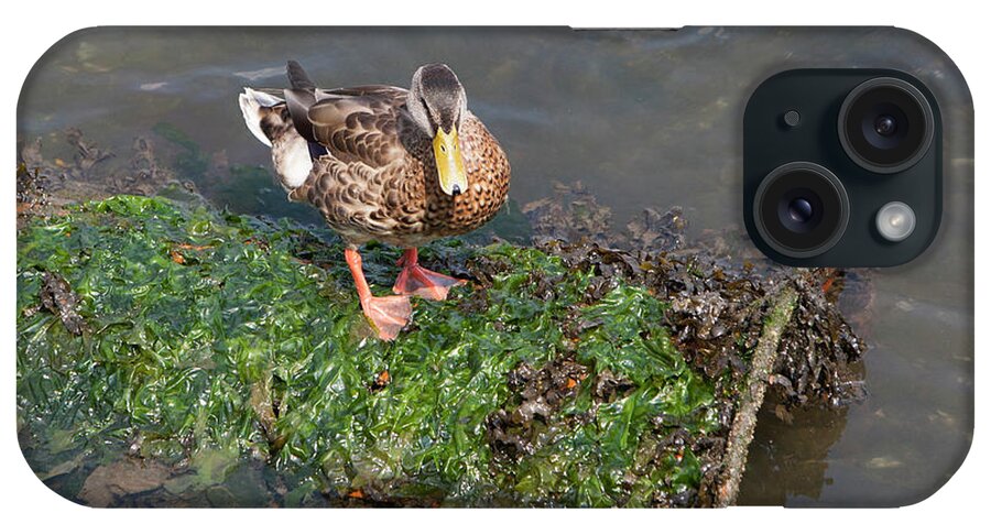 Duck iPhone Case featuring the photograph Mallard on a barral by Jason Hughes