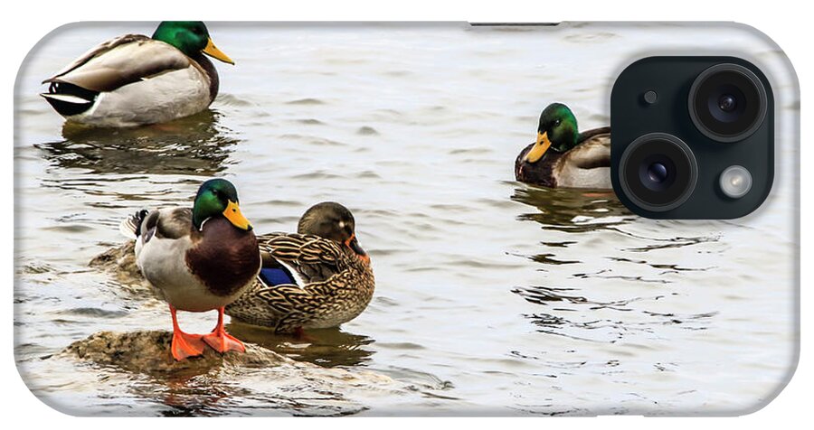 Mallard Ducks iPhone Case featuring the photograph Mallards In The Shallows by Ray Congrove