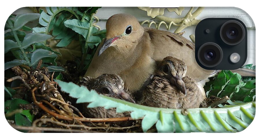 Birds iPhone Case featuring the photograph Mama Morning Dove by Leslie Manley
