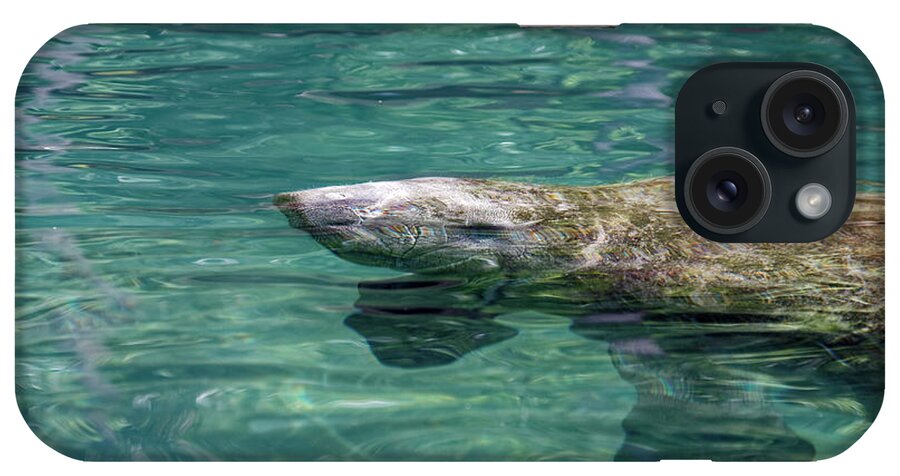 American Manatee Baby iPhone Case featuring the photograph Manatee Baby by Sally Weigand