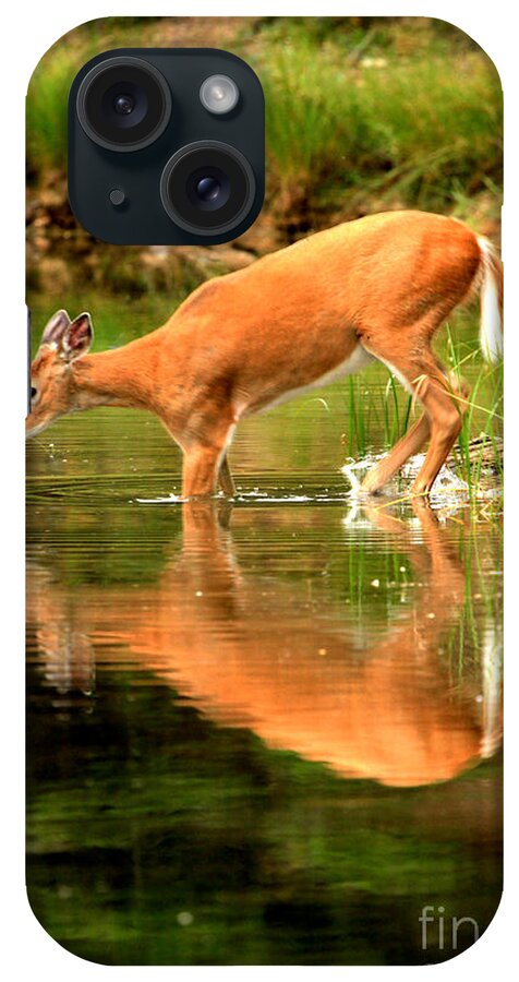 Deer iPhone Case featuring the photograph Eating Off The Bottom Of Fishercap by Adam Jewell