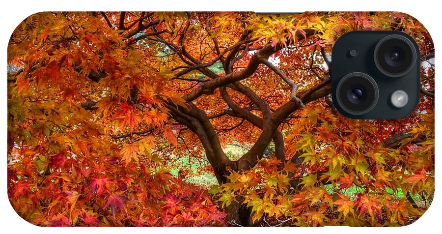 Fall iPhone Case featuring the photograph Maple beauty by Ronda Ryan