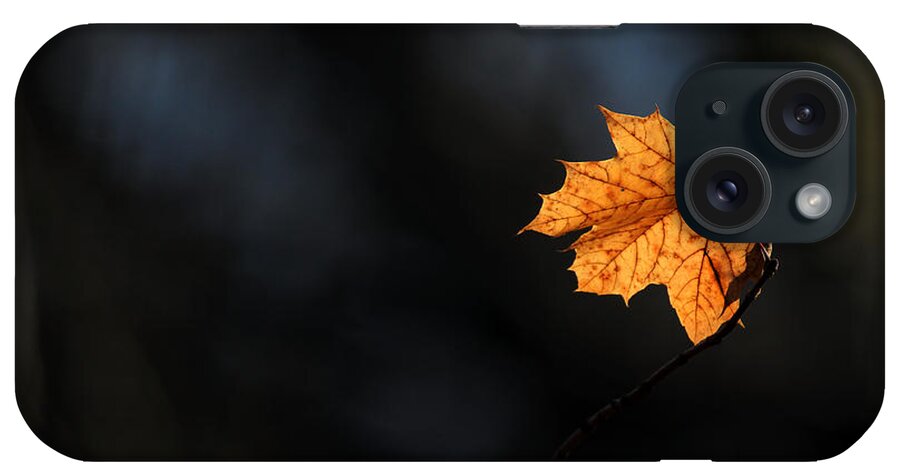 Maple Leaf iPhone Case featuring the photograph Maple Leaf Setauket New York by Bob Savage