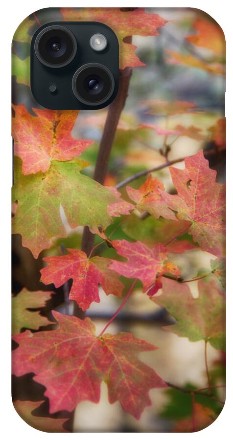 Red Maple Tree iPhone Case featuring the photograph Maple Leaves by Saija Lehtonen