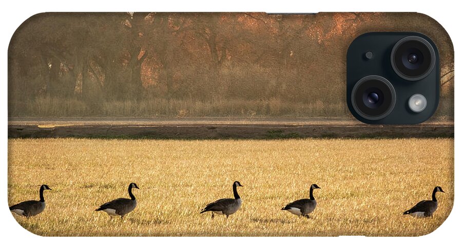 Scenics iPhone Case featuring the photograph March of the Geese by Mary Lee Dereske