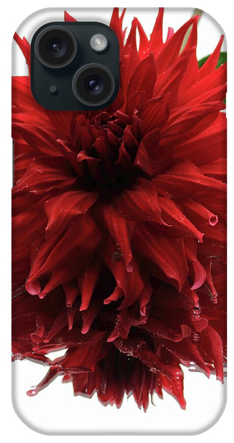 Macro iPhone Case featuring the photograph Maroon Dahlia by Mary Haber