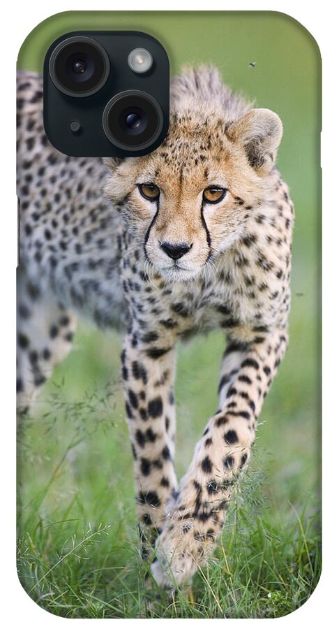 00761688 iPhone Case featuring the photograph Masai Mara Cheetah Cub by Suzi Eszterhas