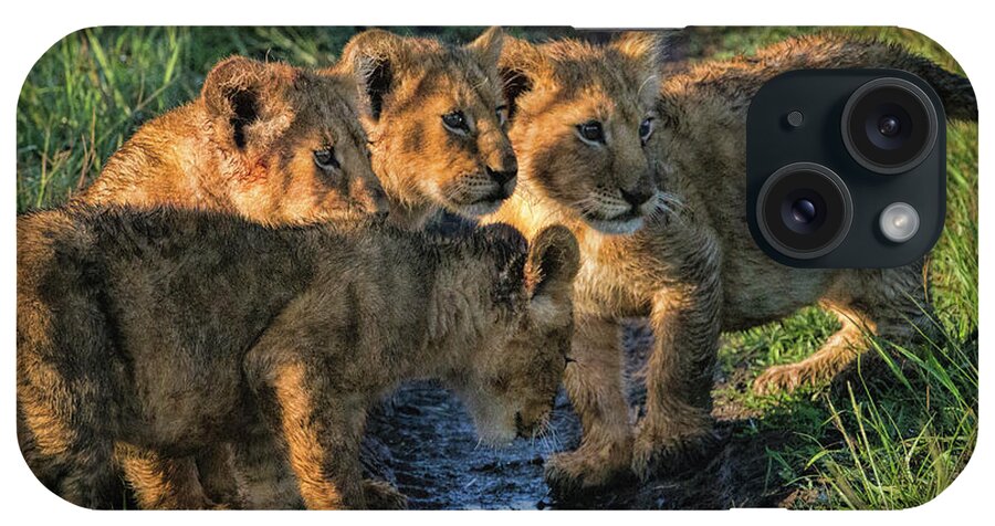 Masai Mara iPhone Case featuring the photograph Masai Mara Lion Cubs by Karen Lewis