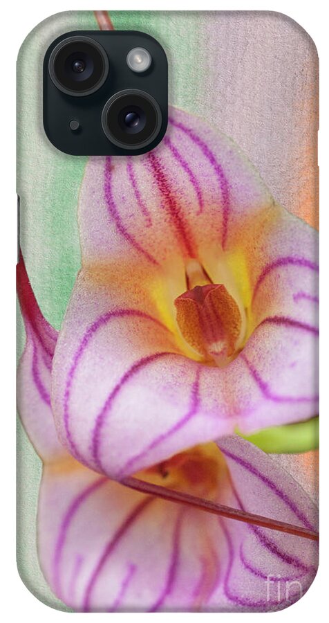 Orchid iPhone Case featuring the photograph Masdevallia Orchid Pink Stripes by Heiko Koehrer-Wagner