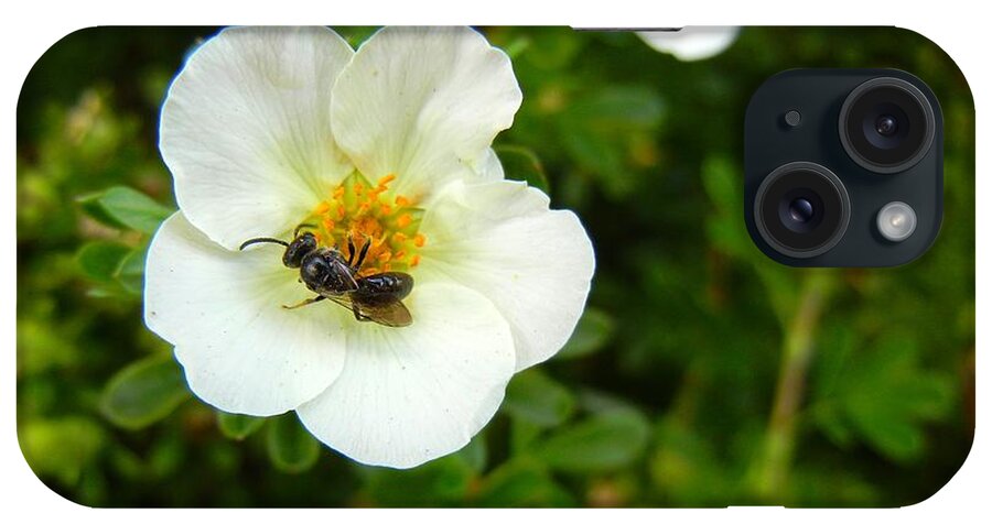 Bee iPhone Case featuring the photograph Massachusetts Carpenter Bee by KD Johnson