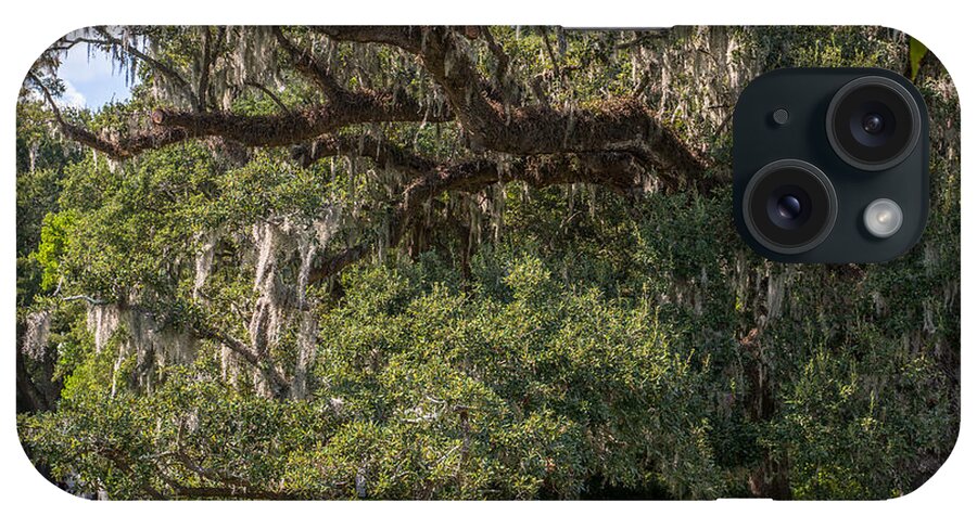 Live Oak Tree iPhone Case featuring the photograph McLeod Live Oak by Dale Powell