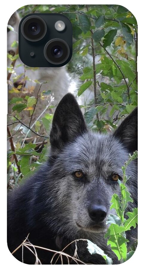 Wolves Wolf Dogs Animals Outdoors Friendship Teamwork Portrait iPhone Case featuring the photograph Me and My Shadow by Robert Buderman