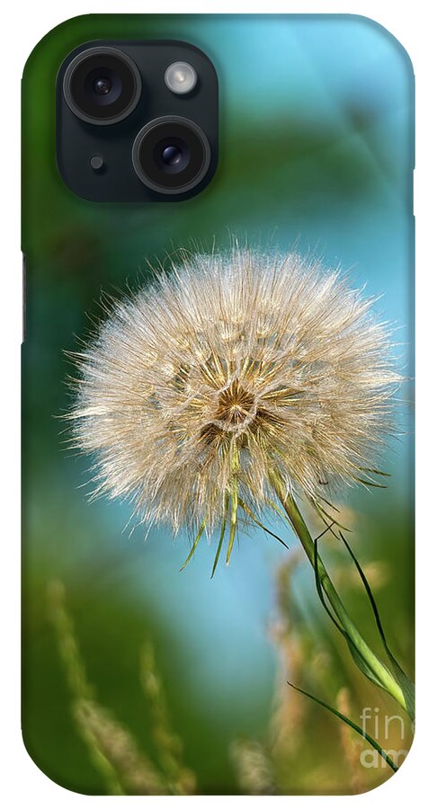 Fragile iPhone Case featuring the photograph Meadow salsify plant in seed by Les Palenik