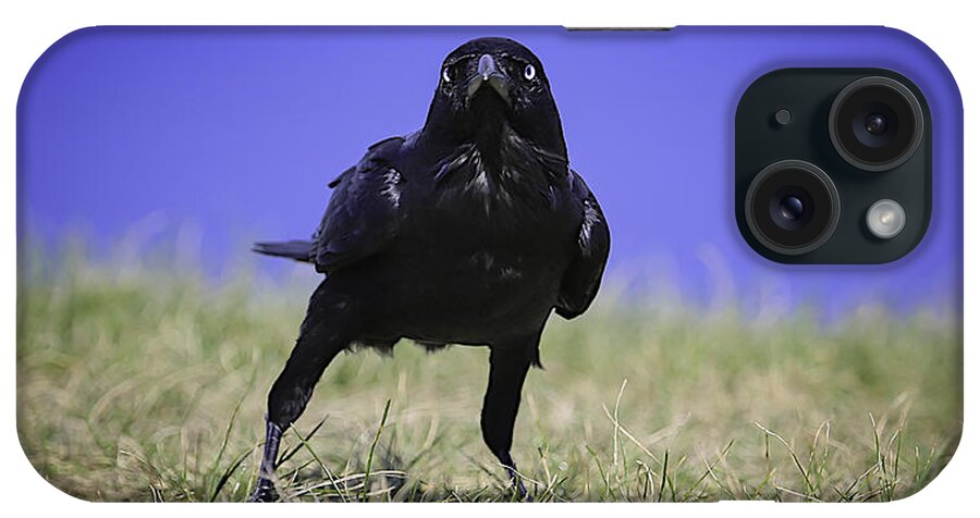 Wildlife iPhone Case featuring the photograph Menacing Crow by Chris Cousins