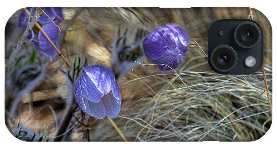 Pasque Flower iPhone 15 Case featuring the photograph Medicine Bloom by Jim Garrison