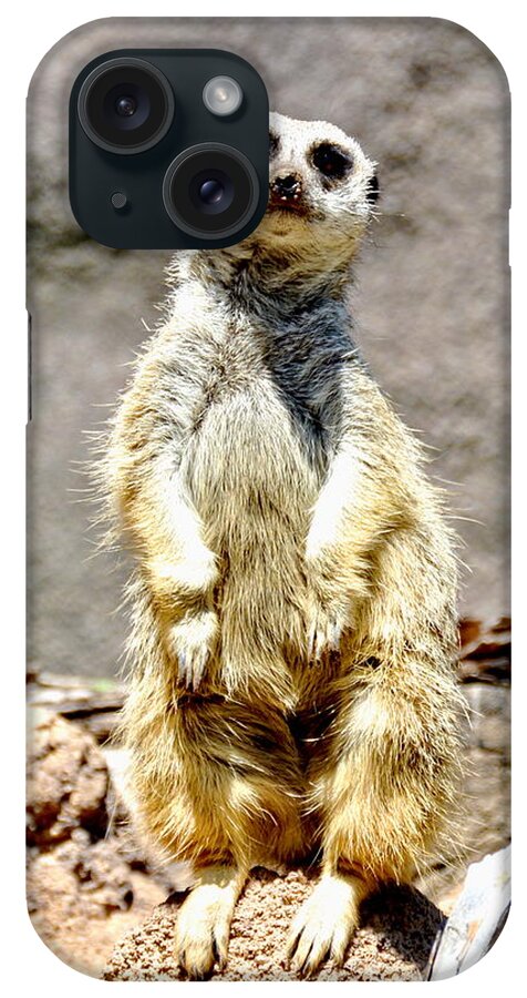 Meerkat iPhone Case featuring the photograph Meerkat by Amy McDaniel