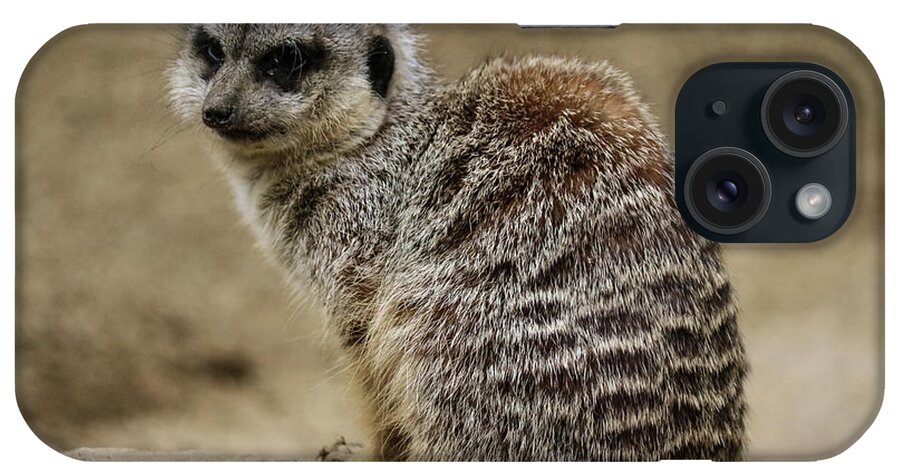 Meerkat iPhone Case featuring the photograph Meerkat by Suzanne Luft