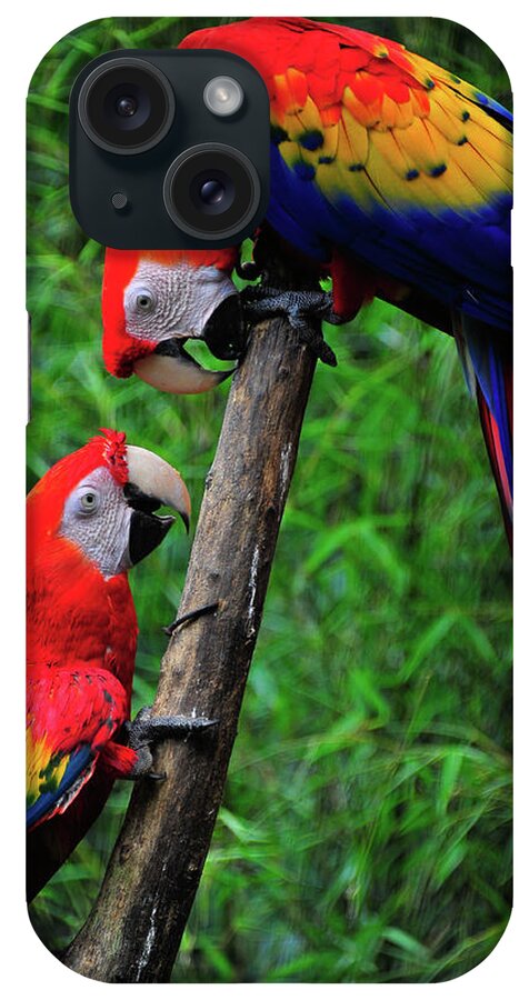  Bird Photographs iPhone Case featuring the photograph Meeting of the Macaws by Harry Spitz