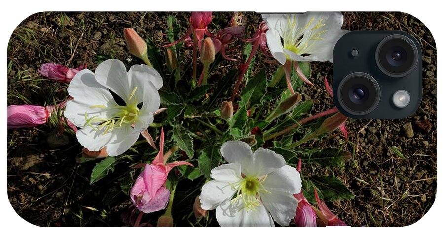 Flowers iPhone Case featuring the photograph Mesa Blooms by Ron Cline