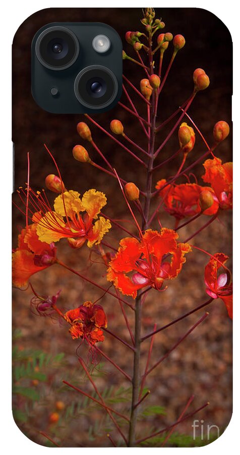Plant iPhone Case featuring the photograph Mexican Bird Of Paradise-Signed-#1422 by J L Woody Wooden