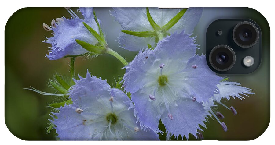 Phacelia iPhone Case featuring the photograph Miami Mist bloom by David Watkins