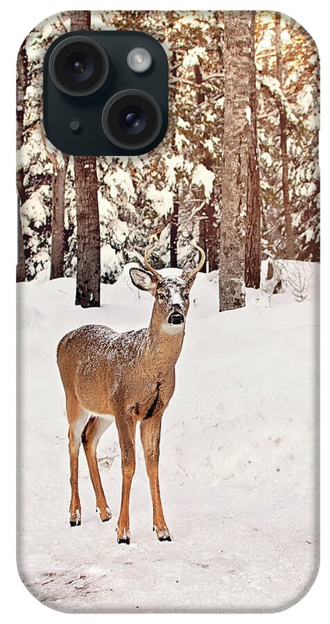 Michigan Whitetail Deer iPhone Case featuring the photograph Michigan Whitetail Print by Gwen Gibson