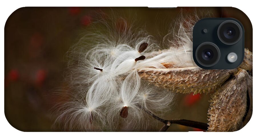 Pods iPhone Case featuring the photograph Milkweed Pods by Elsa Santoro