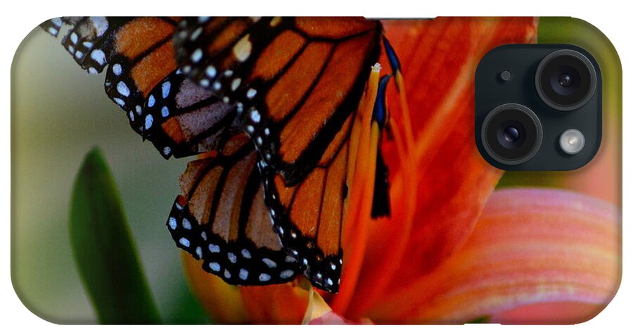 Tiger Lilly iPhone Case featuring the photograph Mingle With A Monarch by Kimberly Woyak