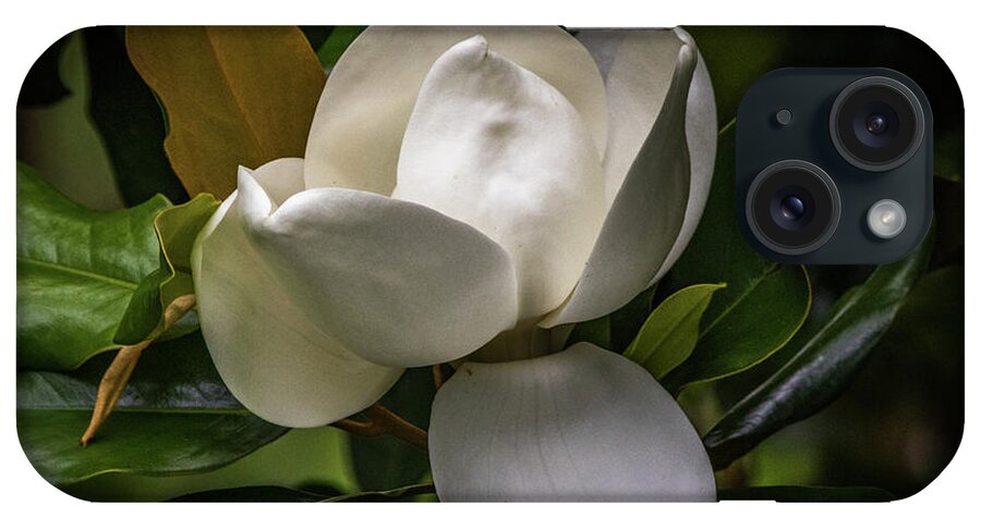 Magnolia iPhone Case featuring the photograph Mississippi In Bloom by JASawyer Imaging