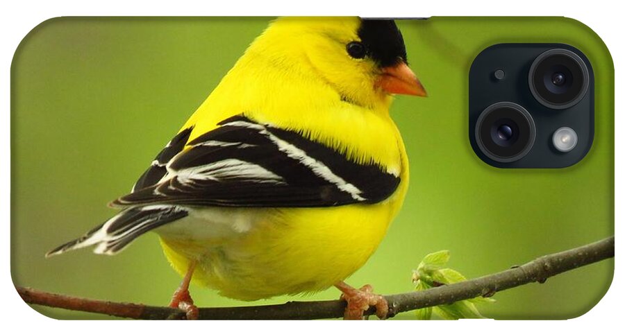 Goldfinch iPhone Case featuring the photograph Mister Goldfinch by Lori Frisch