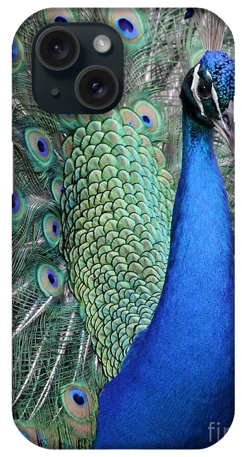 Peacock iPhone Case featuring the photograph Mister Peacock Too by Sabrina L Ryan