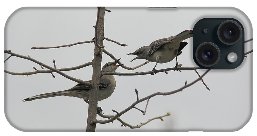Birds iPhone Case featuring the photograph Mockingbirds Talk It Out by Allen Nice-Webb