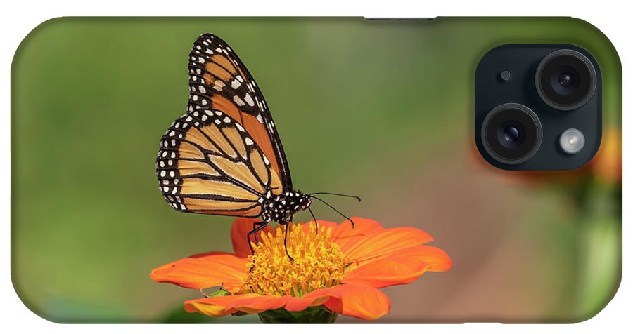 Monarch Butterfly iPhone Case featuring the photograph Monarch 2018-14 by Thomas Young