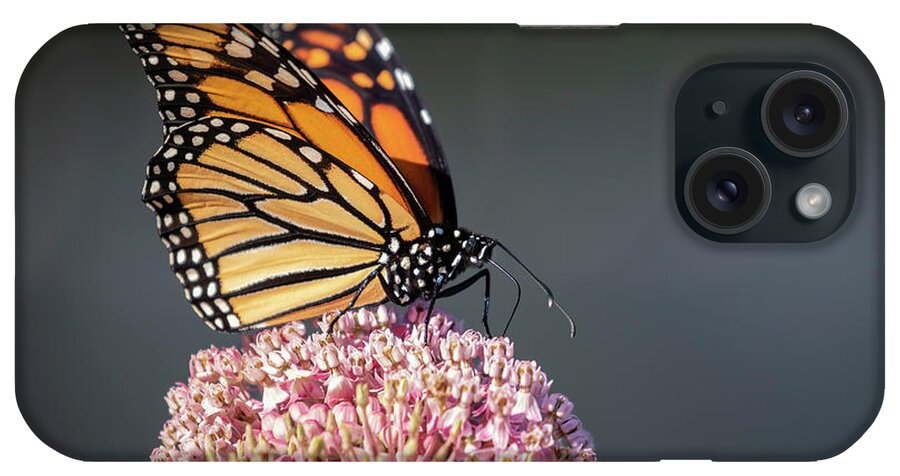Monarch Butterfly iPhone Case featuring the photograph Monarch 2018-6 by Thomas Young