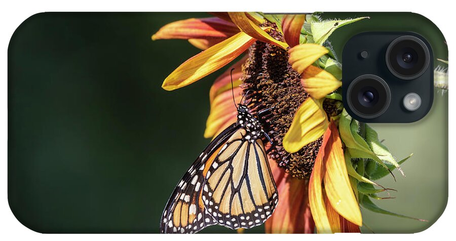 Monarch Butterfly iPhone Case featuring the photograph Monarch 2018-7 by Thomas Young