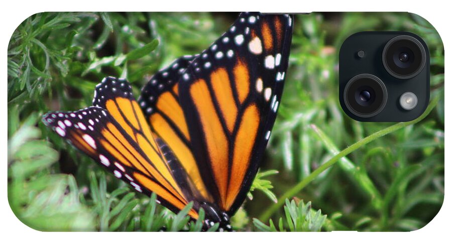 Monarch Butterfly iPhone Case featuring the photograph Monarch Butterfly In Lush Leaves by Colleen Cornelius
