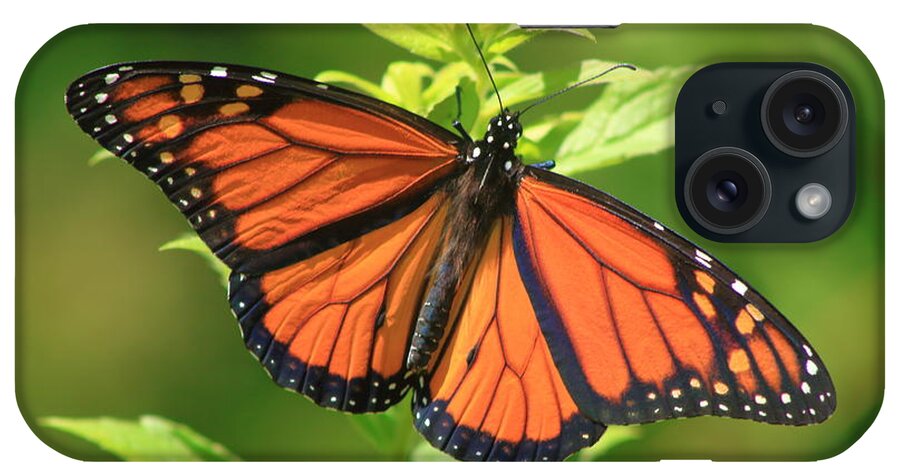 Wildlife iPhone Case featuring the photograph Monarch Butterfly by John Burk