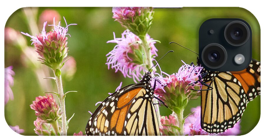 Monarch iPhone Case featuring the photograph Monarch Butterfly Pair square format by Hermes Fine Art